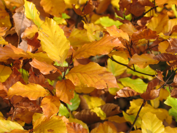 automne-feuilles-jaunes-rousses.jpg