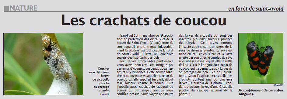 017_RL_27_Avril_2017_Les_crachats_de_coucou.jpg
