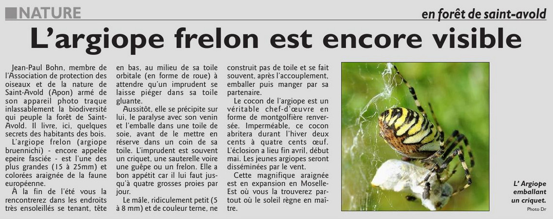 030_RL_du_3_sept_2017_L_argiope_frelon.jpg