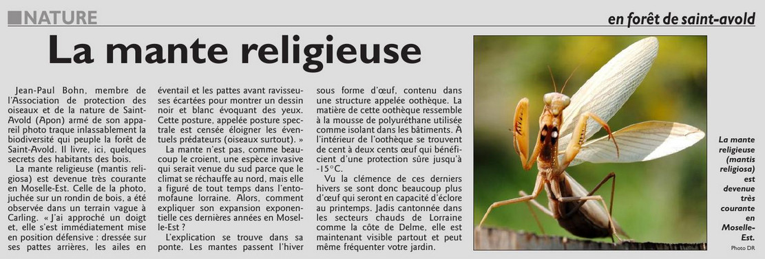 031_RL_17_sept_2017_La_mante_religieuse.jpg