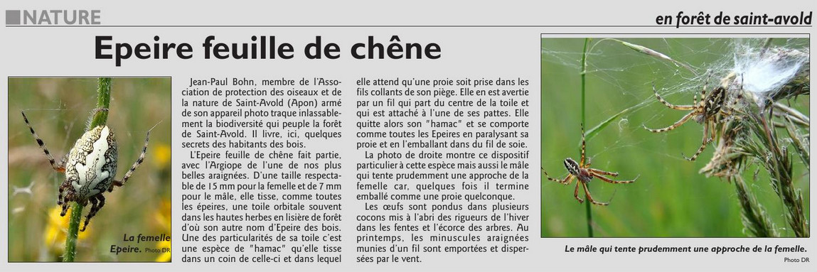 032_RL_22_sept_2017_Epeire_feuille_de_chene.jpg