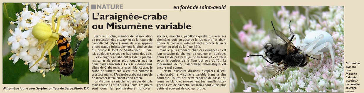 033_RL_26_sept_2017_L_arainee-crabe.jpg