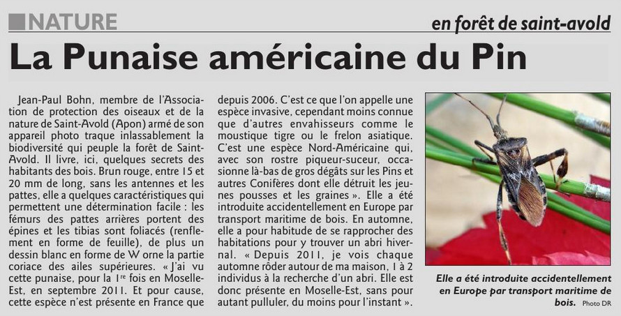 034_RL_1_Octobre_2017_La_Punaise_americaine_du_Pin.jpg