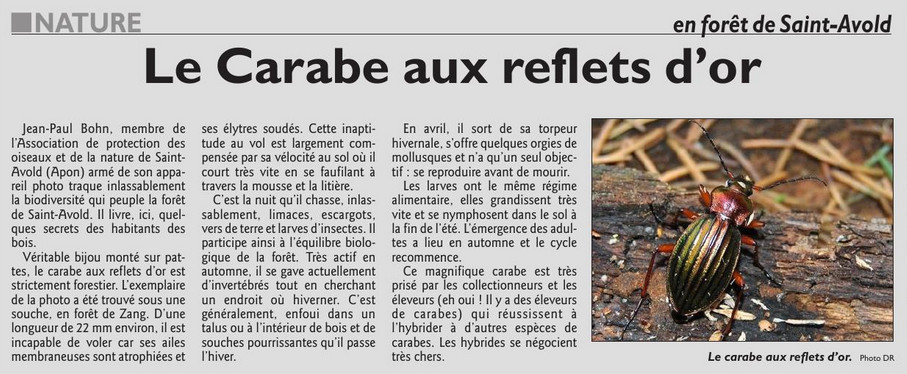 036_RL_25_Octobre_2017_Le_Carabe_aux_reflets_d_or.jpg