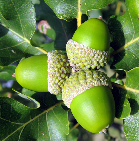 Quercus petraea Chêne à glands sessiles APON SaintAvold