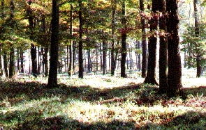 Forêt de ZANG