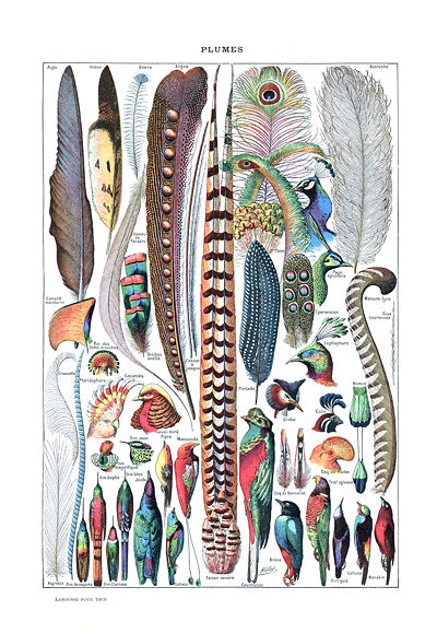 400px-types_de_plumes_-_larousse_pour_tous_-1907-1910.1200588656.jpg
