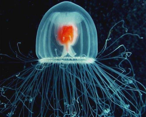 ImmortalJellyfish.jpg