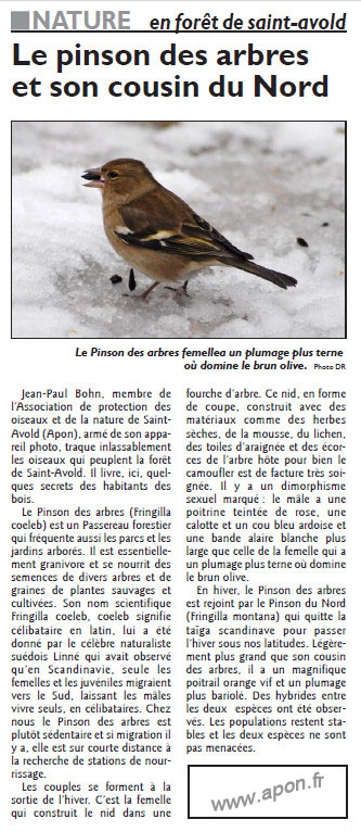 007_RL_du_23_fevrier_2017_Le_pinson_des_arbres.jpg