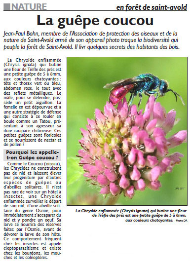 016_Article_RL_du_21_avril_2017_La_guepe_coucou.jpg
