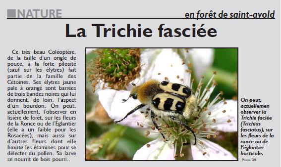 024_RL_18_juin_2017_La_Trichie_fasciee.jpg
