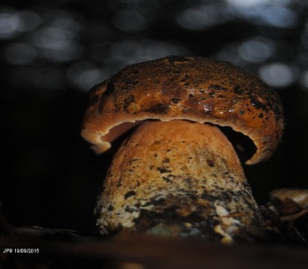 DSC_0043_m.jpg, oct. 2015 DSC_0043_m.jpg