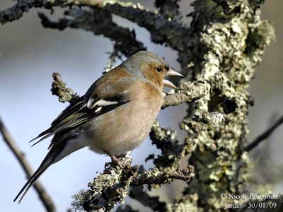 pinson-arbres-chant.jpg